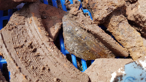 Picture 1 of Detecting strange ground in archaeological area to find King Quang Trung's grave