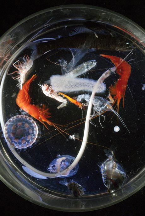 Picture 1 of Detecting strange sea creatures off the Philippines