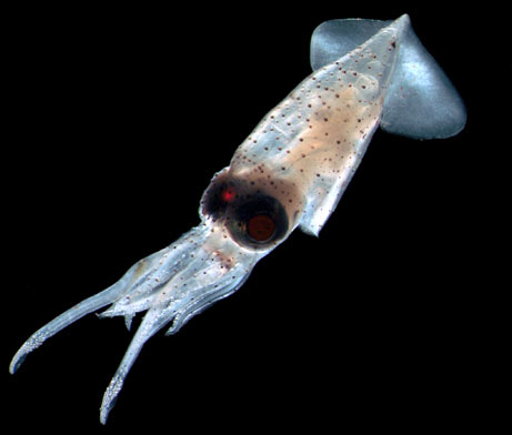 Picture 3 of Detecting strange sea creatures off the Philippines