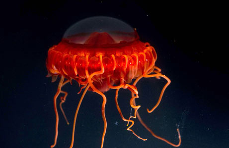 Picture 4 of Detecting strange sea creatures off the Philippines