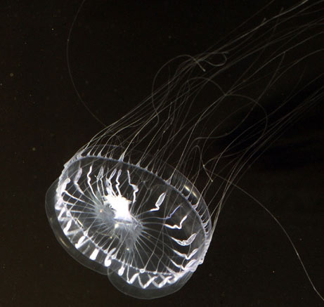 Picture 5 of Detecting strange sea creatures off the Philippines