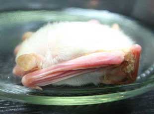 Picture 1 of Detecting strange, white bats