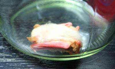 Picture 2 of Detecting strange, white bats