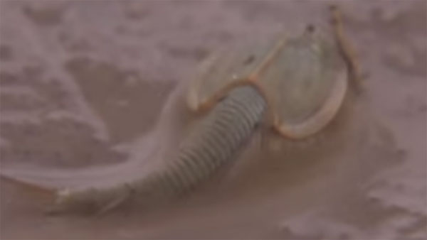Picture 1 of Detecting tadpole originated 200 million years