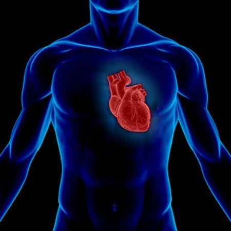 Picture 1 of Detecting the gene makes the heart broken