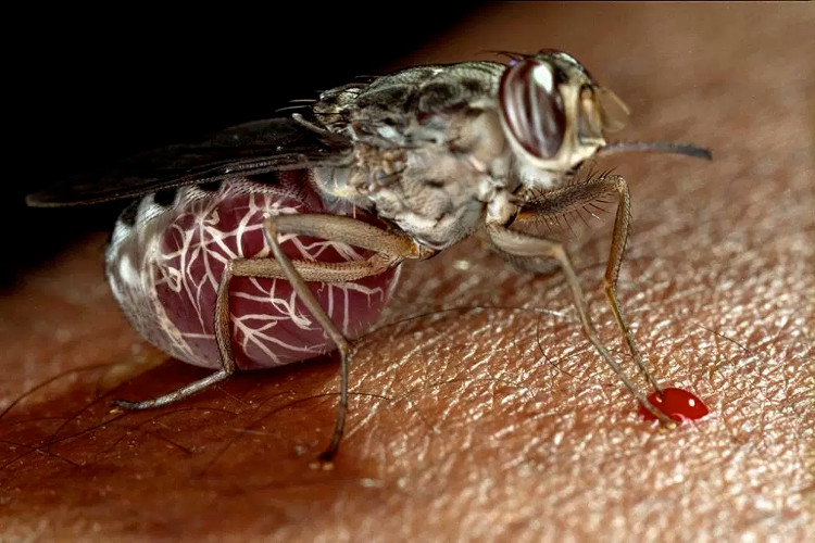 Picture 3 of Detecting the mechanism of sucking and transmission of deadly flies of tsetse flies