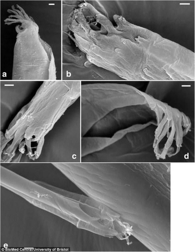 Picture 5 of Detecting the mechanism of sucking and transmission of deadly flies of tsetse flies