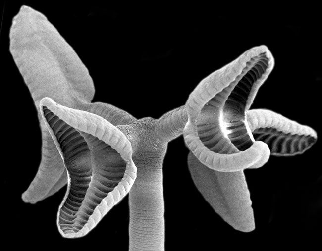 Picture 1 of Detecting the tapeworm species longer (0.3m)