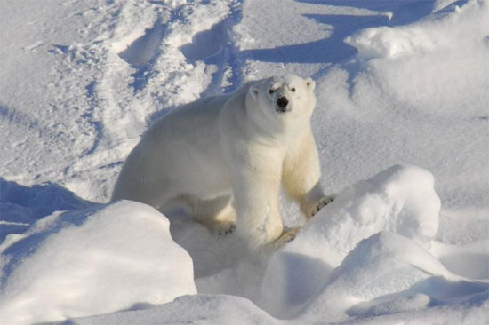 Picture 1 of Detecting toxic substances in polar bear brain tissue