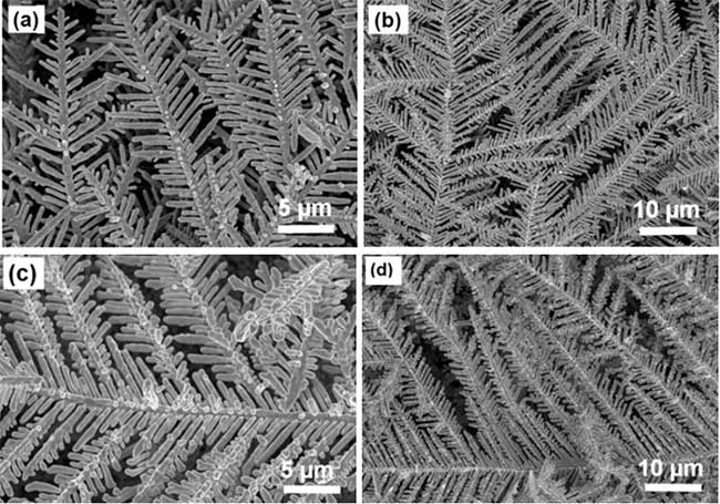 Picture 1 of Detecting toxins in food after 10 minutes thanks to nano silver