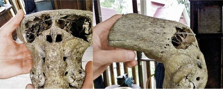 Detecting two mysterious skulls of aliens images 4