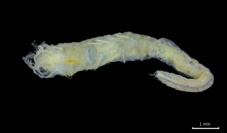 Picture 1 of Detecting worm species with eyes at the tail