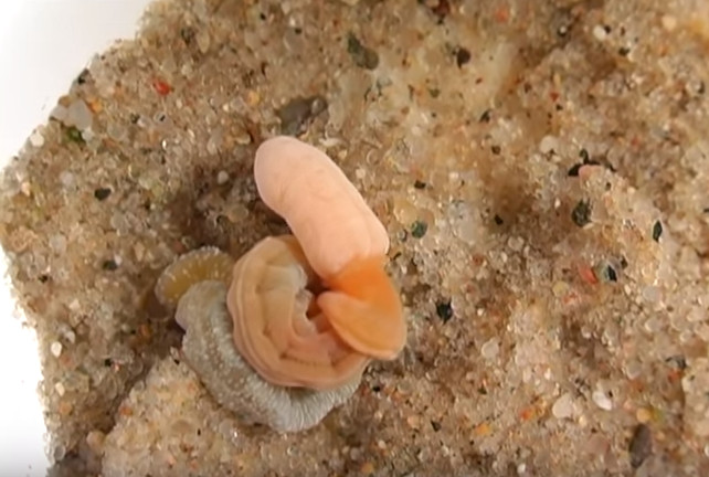 Picture 1 of Detecting worms with relatives