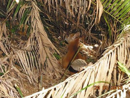 Picture 3 of Detecting zebra-necked animals in Sao La Conservation Area