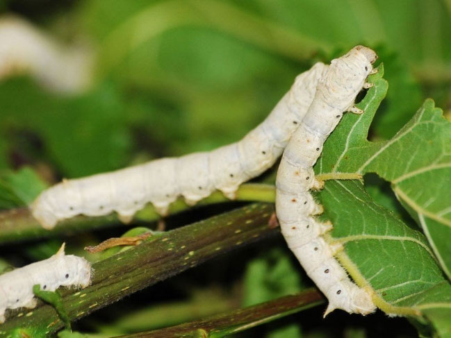 Picture 1 of Detection: Good pesticides for mulberry trees but for silkworms