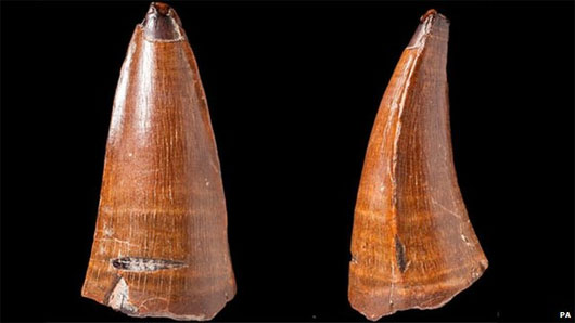 Picture 1 of Detection of 5.5cm long fossil marine animals