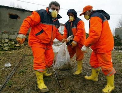Picture 1 of Detection of avian influenza virus in Turkey