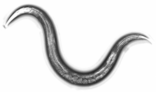 Picture 1 of Detection of cancer by worms and urine