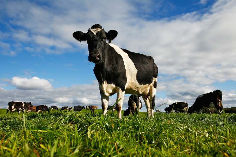 Picture 1 of Detection of cows capable of combating HIV