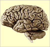 Picture 1 of Detection of estrogen prevents brain degeneration
