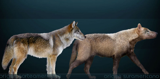 Picture 1 of Detection of extinct wolf fossils