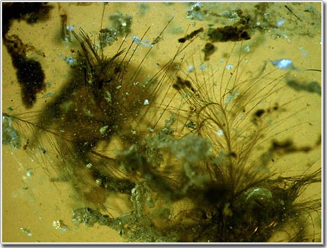 Picture 1 of Detection of feathers from the time of dinosaurs covered in amber