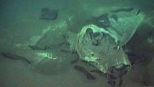 Picture 1 of Detection of giant marine animal graves