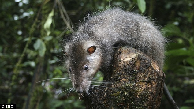 Picture 1 of Detection of giant mice in Papua New Guinea