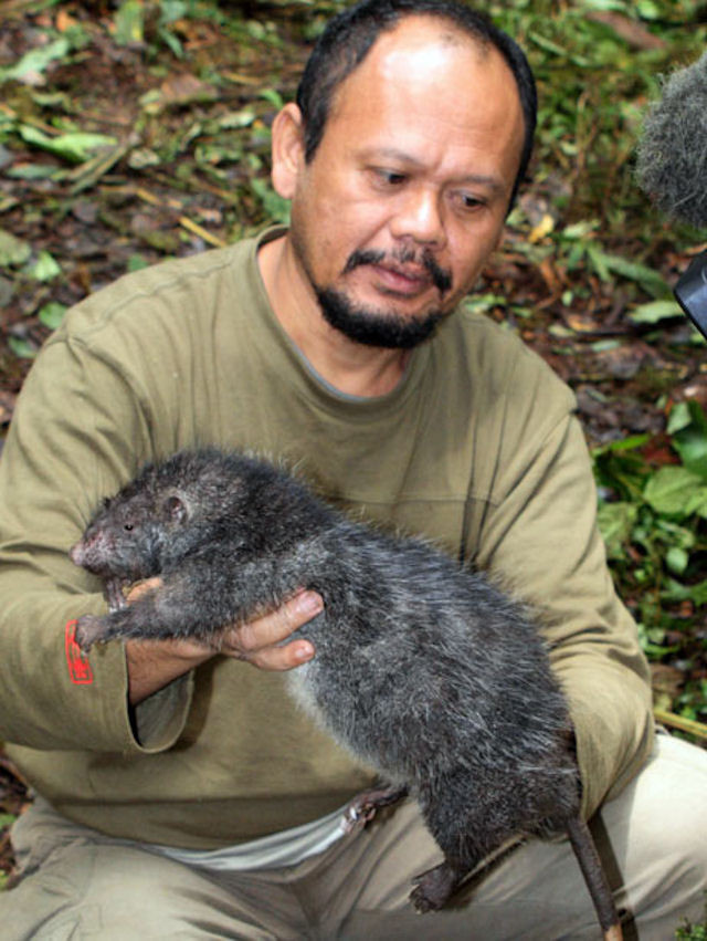 Picture 2 of Detection of giant mice in Papua New Guinea