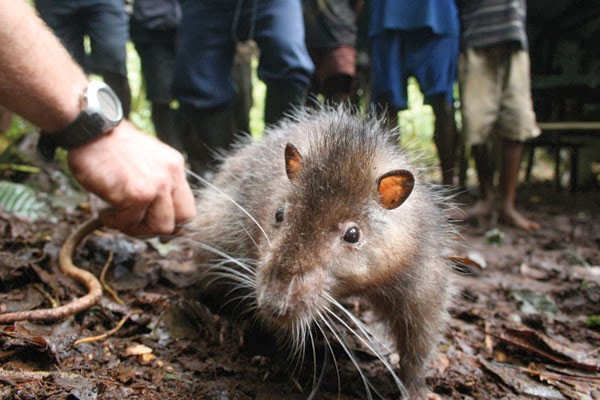 Picture 3 of Detection of giant mice in Papua New Guinea