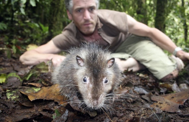 Picture 4 of Detection of giant mice in Papua New Guinea