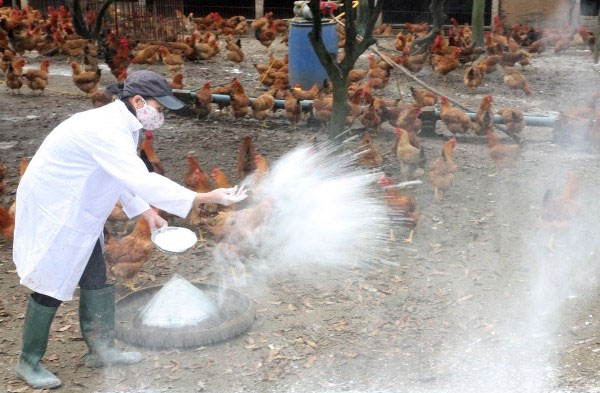 Picture 1 of Detection of influenza A / H5N6 virus in animals in Lang Son and Ha Tinh