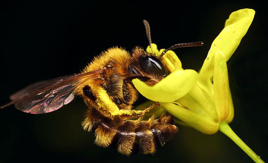 Picture 1 of Detection of massacre of honey bees in America