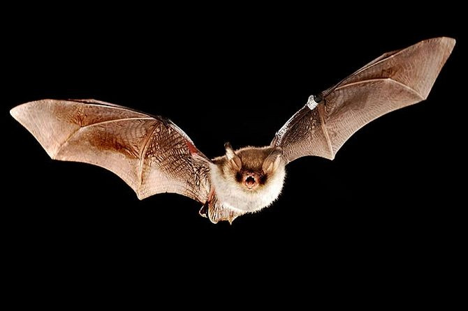 Picture 1 of Detection of neurons 'GPS' of bats