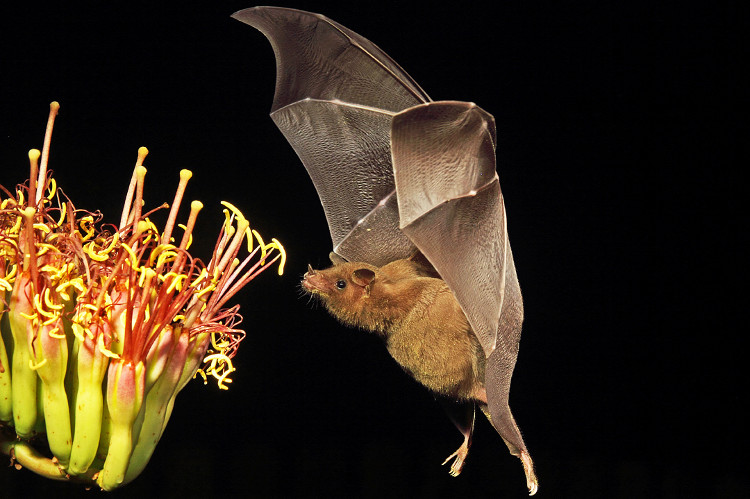 Picture 2 of Detection of neurons 'GPS' of bats