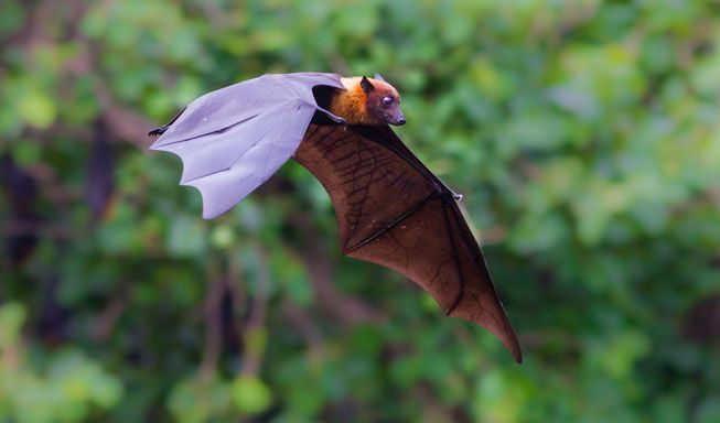 Picture 3 of Detection of neurons 'GPS' of bats