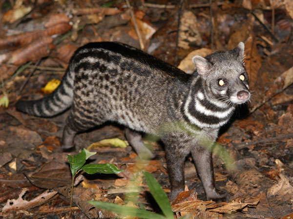 Picture 1 of Detection of new dangerous rabies virus