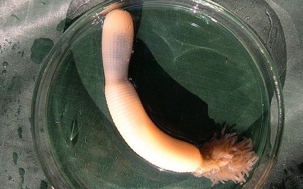 Picture 1 of Detection of penis worms with super terrible teeth
