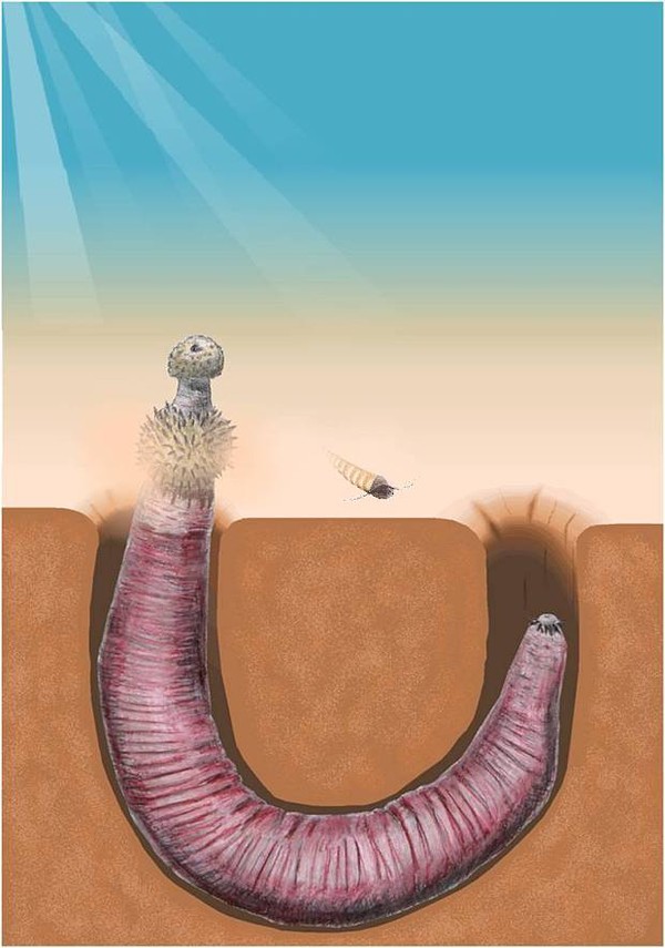 Picture 2 of Detection of penis worms with super terrible teeth
