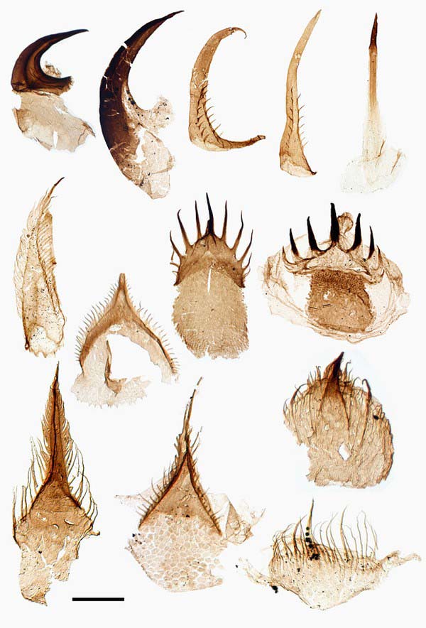 Picture 3 of Detection of penis worms with super terrible teeth