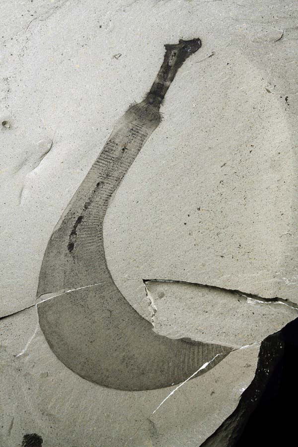 Picture 4 of Detection of penis worms with super terrible teeth