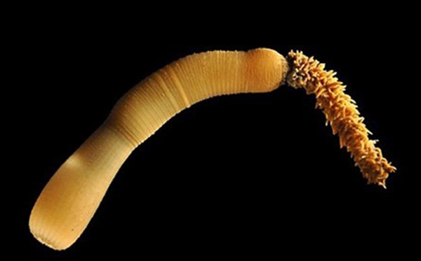 Picture 5 of Detection of penis worms with super terrible teeth