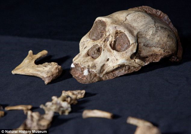 Picture 2 of Detection of skin with skin 1.9 million years