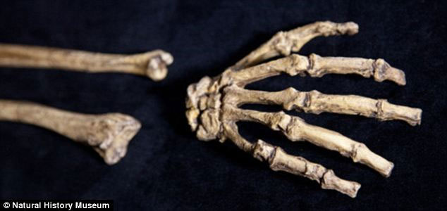 Picture 3 of Detection of skin with skin 1.9 million years