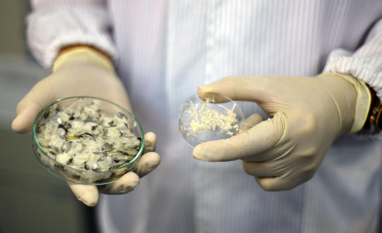 Picture 1 of Detection of wound healing of collagen in fish scales
