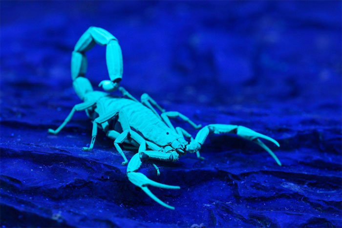 Detects a special fluorescent compound from the scorpion's armor images 1