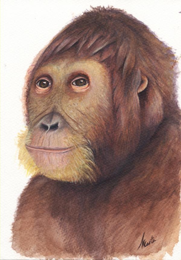 Picture 1 of Detects animals they are 12 million years old with many modern facial features
