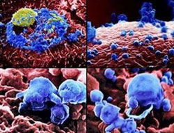 Picture 1 of Detects antibodies against many types of flu