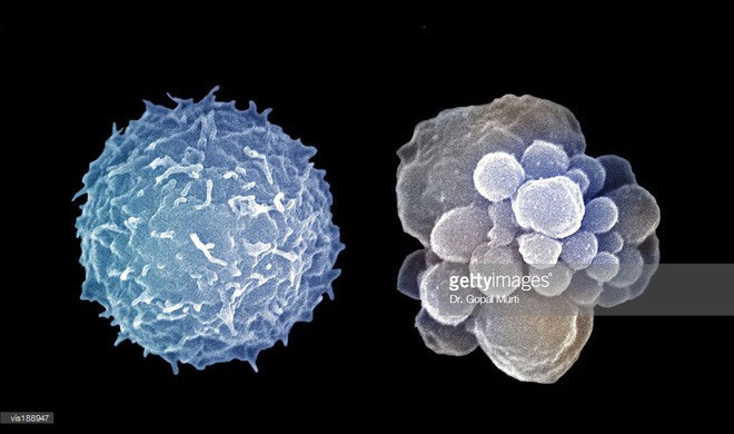 Picture 2 of Detects compounds in vegetables and chemotherapy drugs that slow down aging