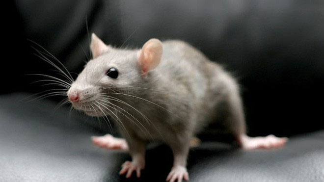 Picture 3 of Detects compounds in vegetables and chemotherapy drugs that slow down aging